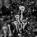Fungi Trees - BW Photograph by Becca Buecher Fungi Trees - BW Photograph by Becca Buecher