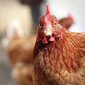 Funny expression of domestic hen on the garden Photograph by Vaclav Sonnek Funny expression of domestic hen on the garden Photograph by Vaclav Sonnek