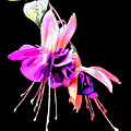 Fuschia Mixed Media by Pennie McCracken Fuschia Mixed Media by Pennie McCracken