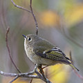 Future Birder Photograph by Linda Bonaccorsi Future Birder Photograph by Linda Bonaccorsi