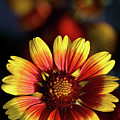 Gaillardia pulchella Photograph by Olivier Parent Gaillardia pulchella Photograph by Olivier Parent