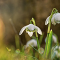 Galanthus Nivalis grows on garden and shoot in backlight. Yellow backlight. Sunshine on leaves. Spring flower. First beauty after winter Photograph by Vaclav Sonnek Galanthus Nivalis grows on garden and shoot in backlight. Yellow backlight. Sunshine on leaves. Spring flower. First beauty after winter Photograph by Vaclav Sonnek