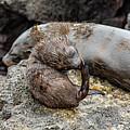 Galapagos Sea Lion, Mom and Pup 1 by Frank Madia