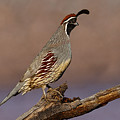 Gambel's Quail Perched on a Branch Photograph by Jeff Goulden Gambel's Quail Perched on a Branch Photograph by Jeff Goulden