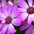 Garden Daisies by Mary Gaines