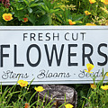 Garden flowers with fresh cut flower sign 0770 Photograph by Simon Bratt Garden flowers with fresh cut flower sign 0770 Photograph by Simon Bratt