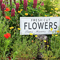 Garden flowers with fresh cut flower sign 0771 Photograph by Simon Bratt Garden flowers with fresh cut flower sign 0771 Photograph by Simon Bratt