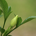 Gardenia Bud Photograph by Heather E Harman Gardenia Bud Photograph by Heather E Harman