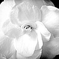 Gardenia - Divine  -  White by Viva Anderson
