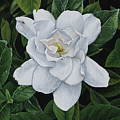 Gardenia Painting by Heather E Harman Gardenia Painting by Heather E Harman