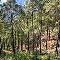 Garhwal Wilderness-1 by Sanjay Marathe