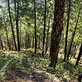 Garhwal Wilderness-2 by Sanjay Marathe