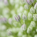 Garlic flower Photograph by Andrew Lalchan Garlic flower Photograph by Andrew Lalchan