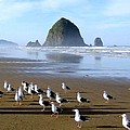 Gathering Of The Gulls by Will Borden Gathering Of The Gulls by Will Borden