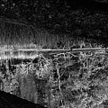 Gator Pond, Guana Tolomato Matanzas Reserve, 2006 Photograph by John Simmons Gator Pond, Guana Tolomato Matanzas Reserve, 2006 Photograph by John Simmons