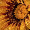 Gazinia With Rainwater Photograph by Endre Balogh Gazinia With Rainwater Photograph by Endre Balogh