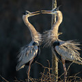 GBH Love by Jim Miller