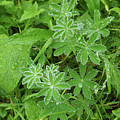 Gems of Dew by Leslie Struxness