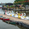 Get Your Ducks In A Row Photograph by Kristia Adams Get Your Ducks In A Row Photograph by Kristia Adams