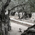 Gethsemane Photograph by M Kathleen Warren Gethsemane Photograph by M Kathleen Warren