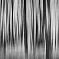 Ghost Forest by Dodie Ross