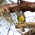 Giant Crested Flycatcher by Sally Sperry Giant Crested Flycatcher by Sally Sperry