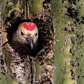 Gila Woodpecker 6962-031923-3 Photograph by Tam Ryan Gila Woodpecker 6962-031923-3 Photograph by Tam Ryan