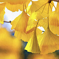 Gingko Fans by Macro Abundance Art
