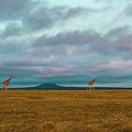 Giraffe Parade at Sunset Photograph by Laura Hedien