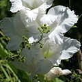 Gladiolus Photograph by Heather E Harman Gladiolus Photograph by Heather E Harman