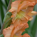 Gladiolus Pretty Peachy Digital Art by Becky Titus Gladiolus Pretty Peachy Digital Art by Becky Titus