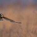 Gliding in the summer sun Photograph by Rudy Viereckl