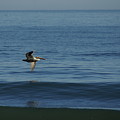 Gliding Pelican Photograph by Heather E Harman Gliding Pelican Photograph by Heather E Harman