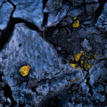 Glimpse of Gold by Darren White