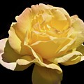 Glorious Day Rose after Rain Photograph by Leonida Arte Glorious Day Rose after Rain Photograph by Leonida Arte