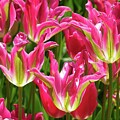 Glorious by Kathi Isserman