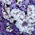Glorious Lilacs Photograph by Theresa Tahara Glorious Lilacs Photograph by Theresa Tahara