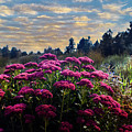 Glow of Summer Photograph by Laura Putman Glow of Summer Photograph by Laura Putman