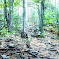 Glowing Forest Trail Photograph by Phil Perkins Glowing Forest Trail Photograph by Phil Perkins