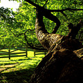 Gnarled Tree and Rustic Fence in Golden Hour Photograph by Steve Ember Gnarled Tree and Rustic Fence in Golden Hour Photograph by Steve Ember