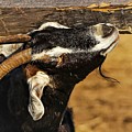 Goat Photograph by John Linnemeyer Goat Photograph by John Linnemeyer