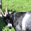 Goat With An Attitude Photograph by Demetrai Johnson Goat With An Attitude Photograph by Demetrai Johnson