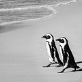 Going For A Swim Photograph by Elvira Peretsman Going For A Swim Photograph by Elvira Peretsman