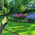 Gold Finch Garden by Jerry Dalrymple