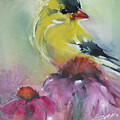 Gold Finch On Echinacea by Jani Freimann