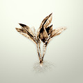 Gold Lily of the Valley on Ivory Painting by Holy Rock Design Gold Lily of the Valley on Ivory Painting by Holy Rock Design