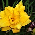 Gold Ruffled Day Lily Photograph by Nancy Ayanna Wyatt Gold Ruffled Day Lily Photograph by Nancy Ayanna Wyatt
