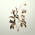 Gold Water Forget Me Not on Ivory Painting by Holy Rock Design Gold Water Forget Me Not on Ivory Painting by Holy Rock Design