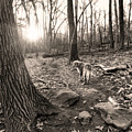 Golden and Sunset Digital Art by Russ Considine Golden and Sunset Digital Art by Russ Considine