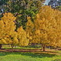 Golden Ash Trees #2 Photograph by Elaine Teague Golden Ash Trees #2 Photograph by Elaine Teague